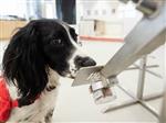 Dog sniffing virus 